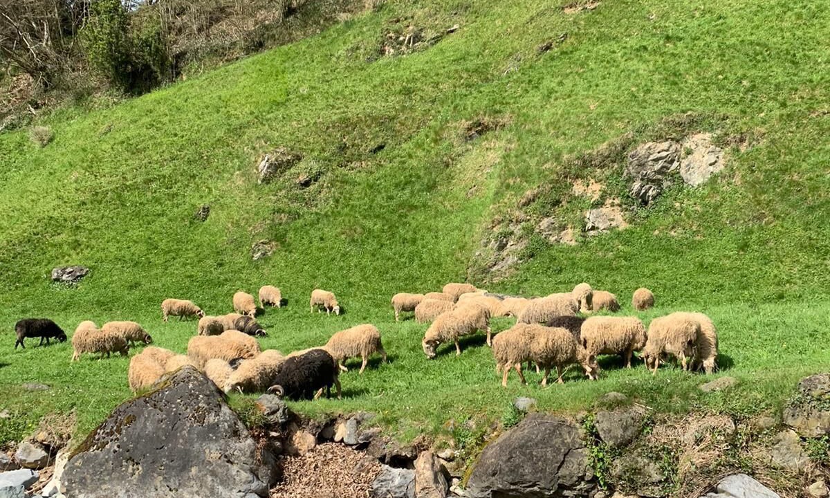 Photo of Outdoor in Louvie-Soubiron