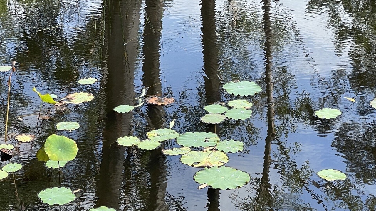 Photo of Others in South Maroota