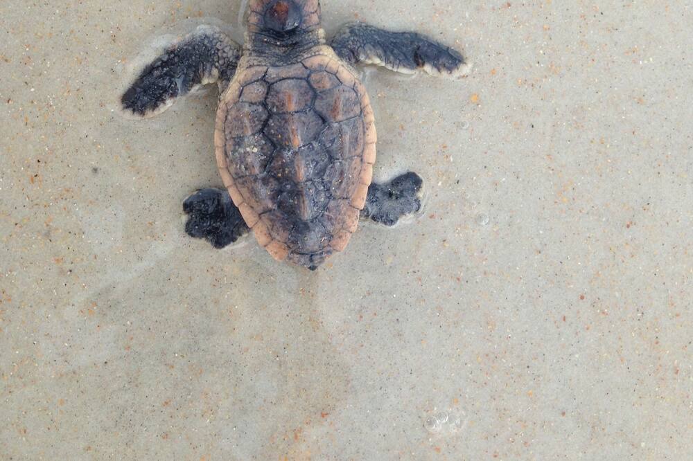 Photo of Others in Ormond-by-the-Sea