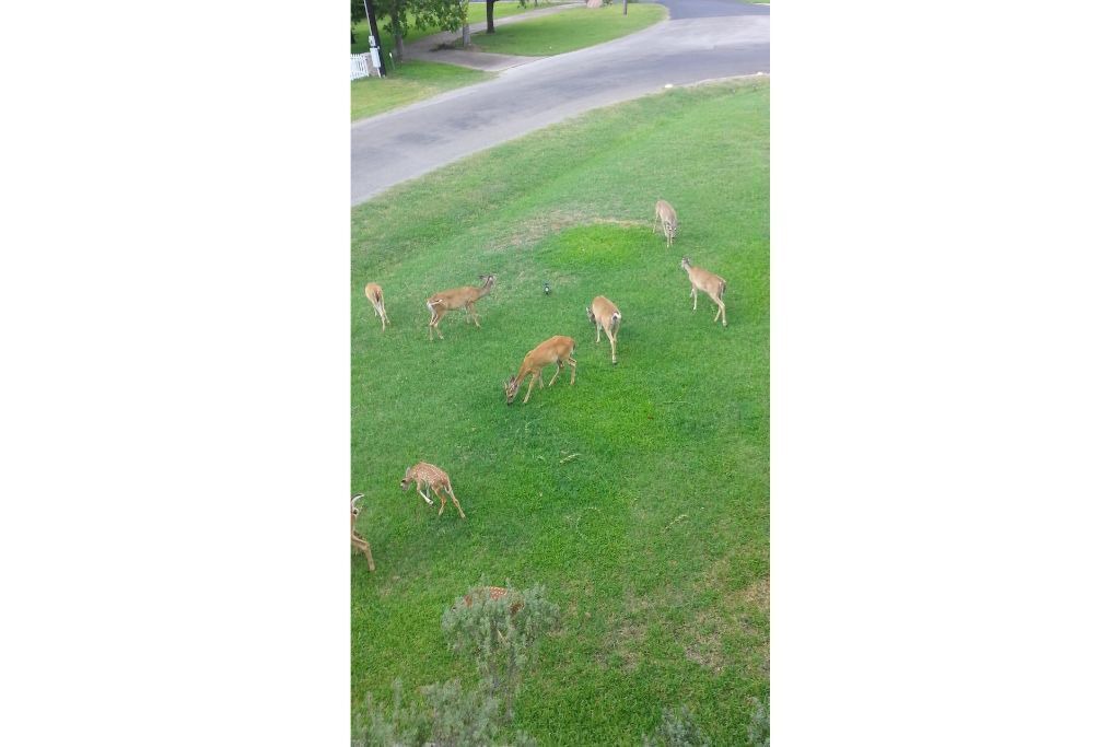 Photo of Others in Horseshoe Bay