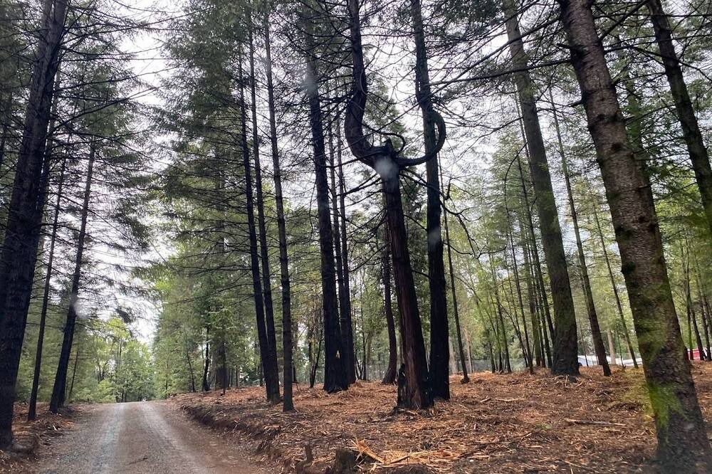 Photo of Others in Foresthill