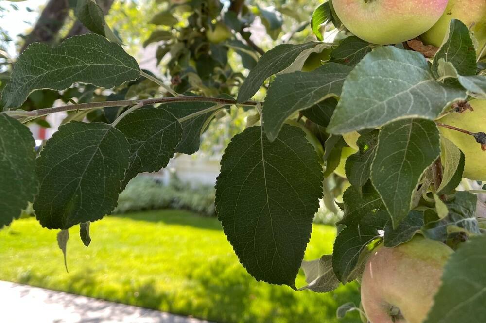 Photo of Outdoor in Rexburg