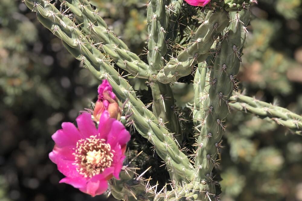 Photo of Outdoor in Carlsbad