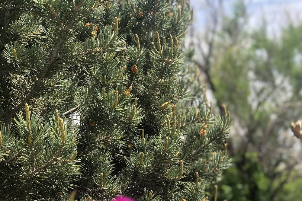 Photo of Outdoor in Carlsbad