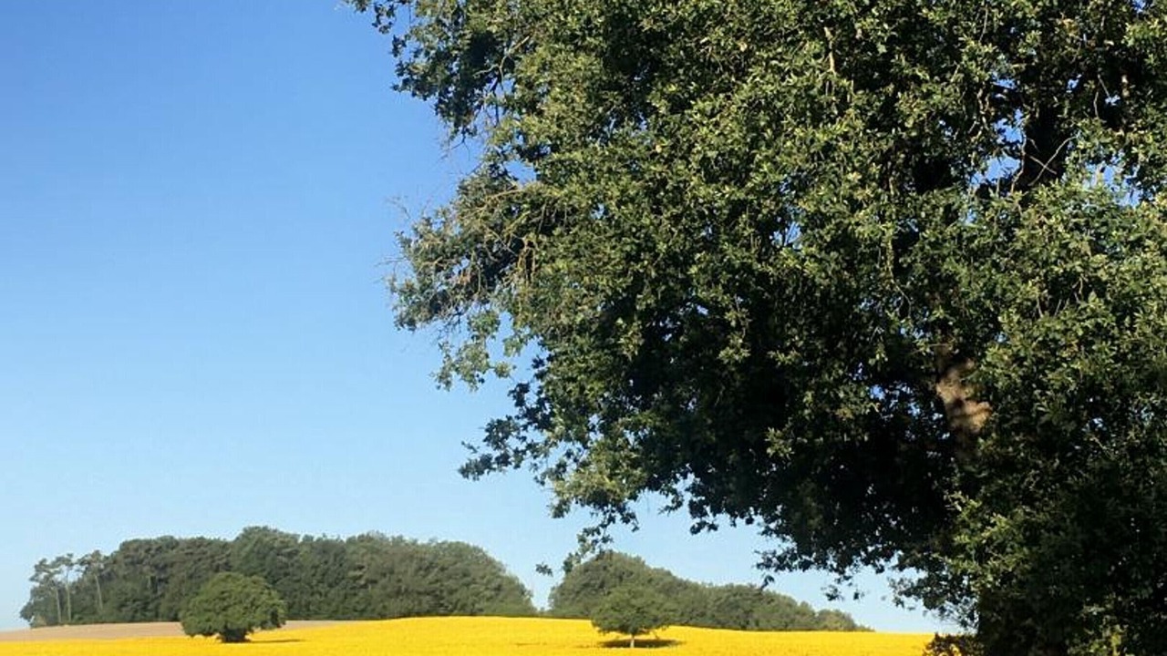 Photo of Others in Chassaignes