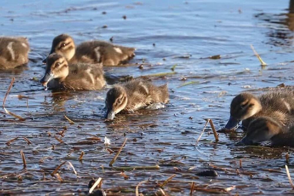 Photo of Others in Central Coast