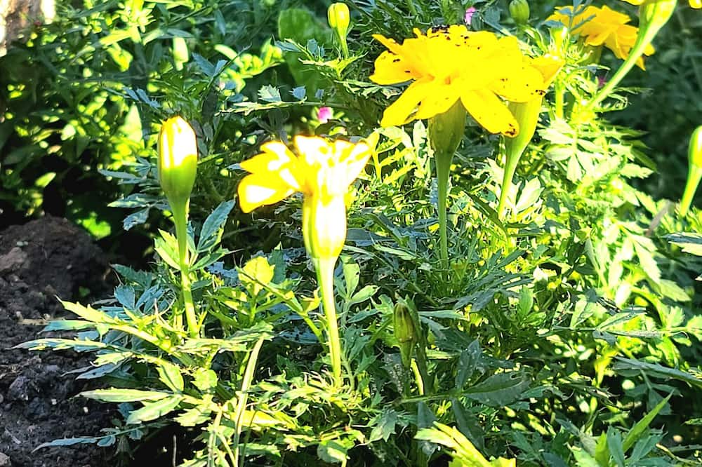 Photo of Outdoor in Oberlin