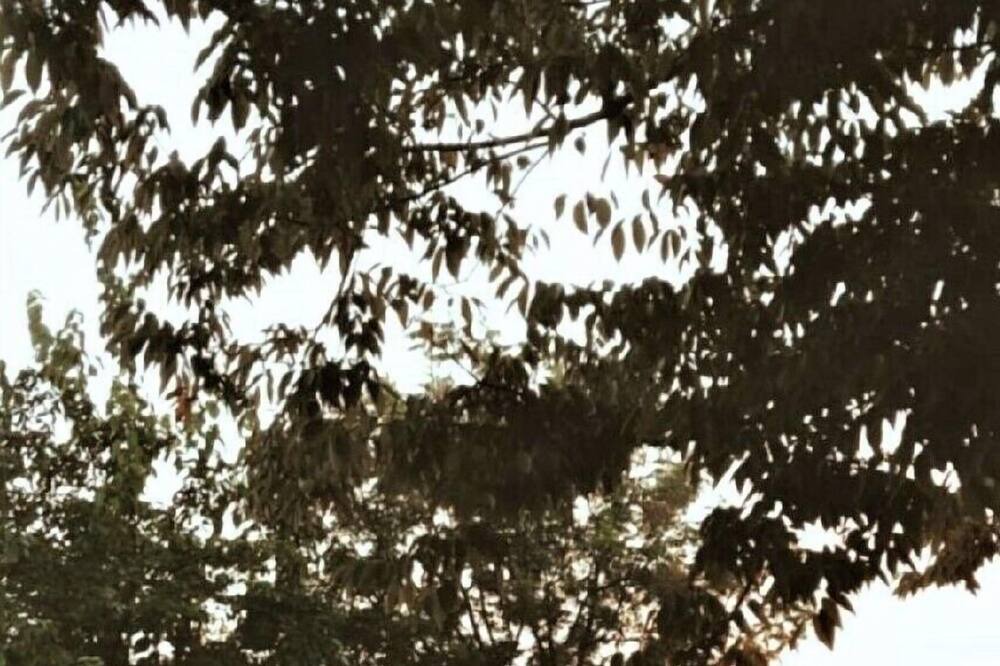 Photo of Outdoor in Woodland