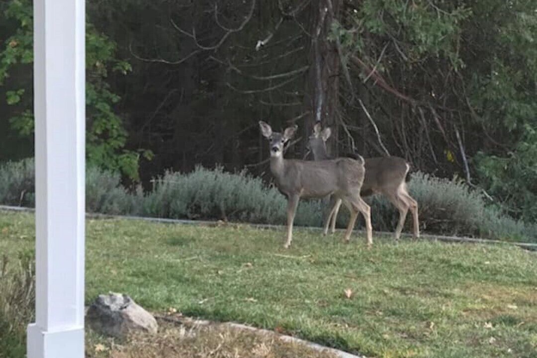 Photo of Outdoor in Placerville