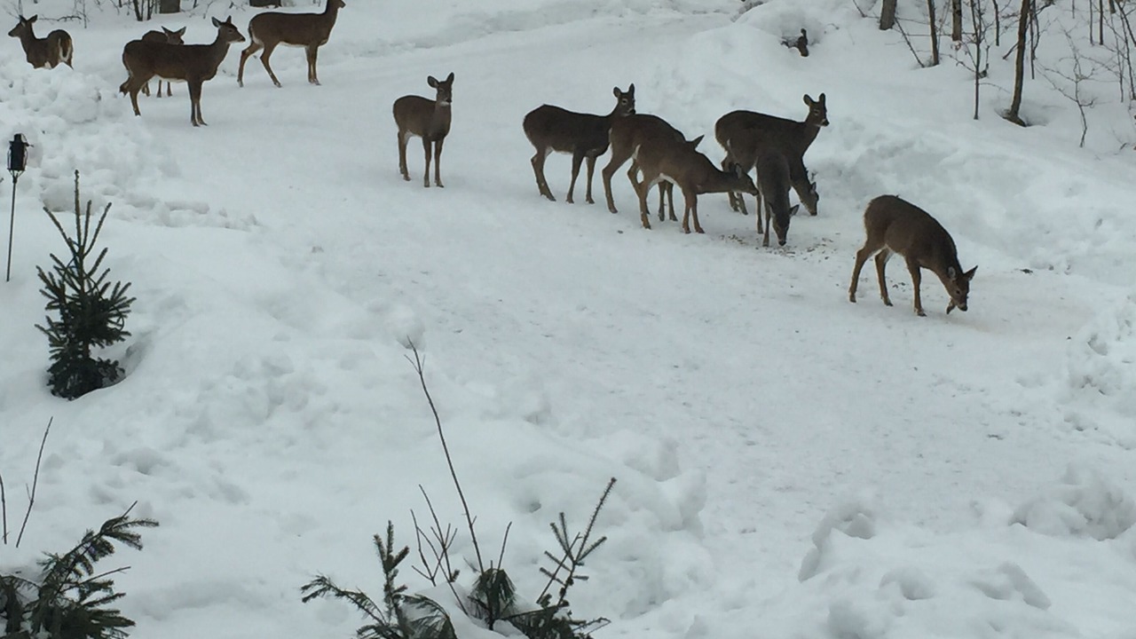 Photo of Others in McKellar