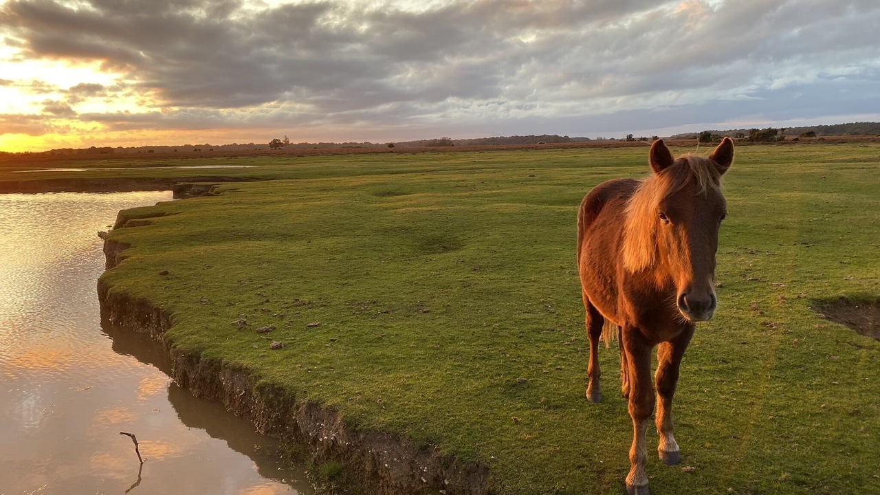 Photo of Outdoor in New Forest District