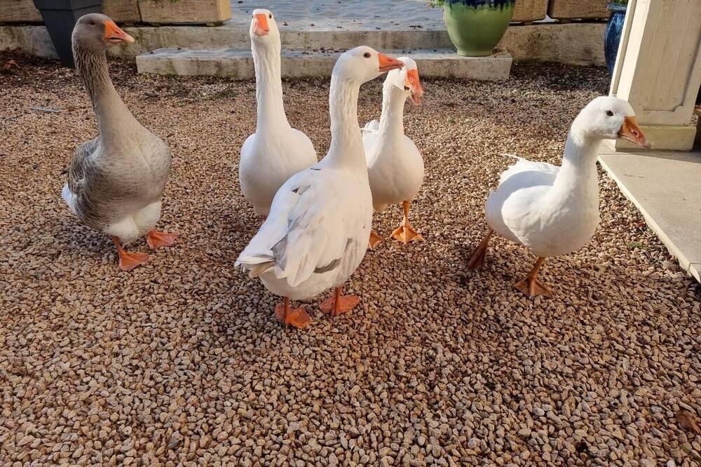 Photo of Outdoor in La Gimond