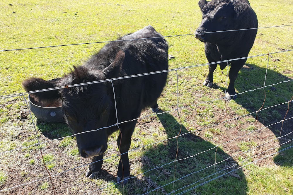 Photo of Outdoor in Lal Lal