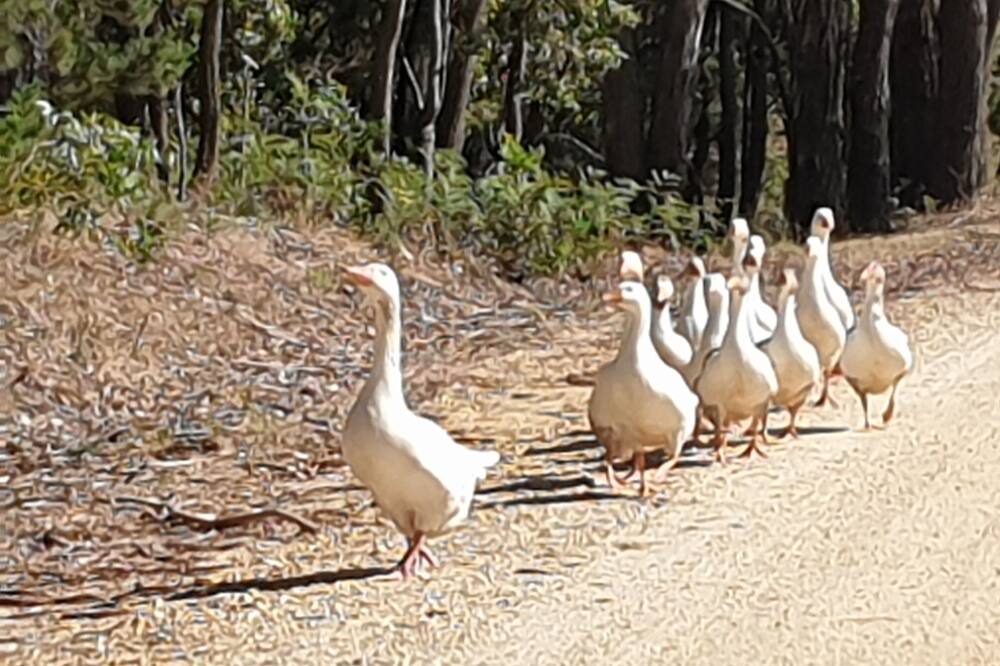 Photo of Outdoor in Lal Lal