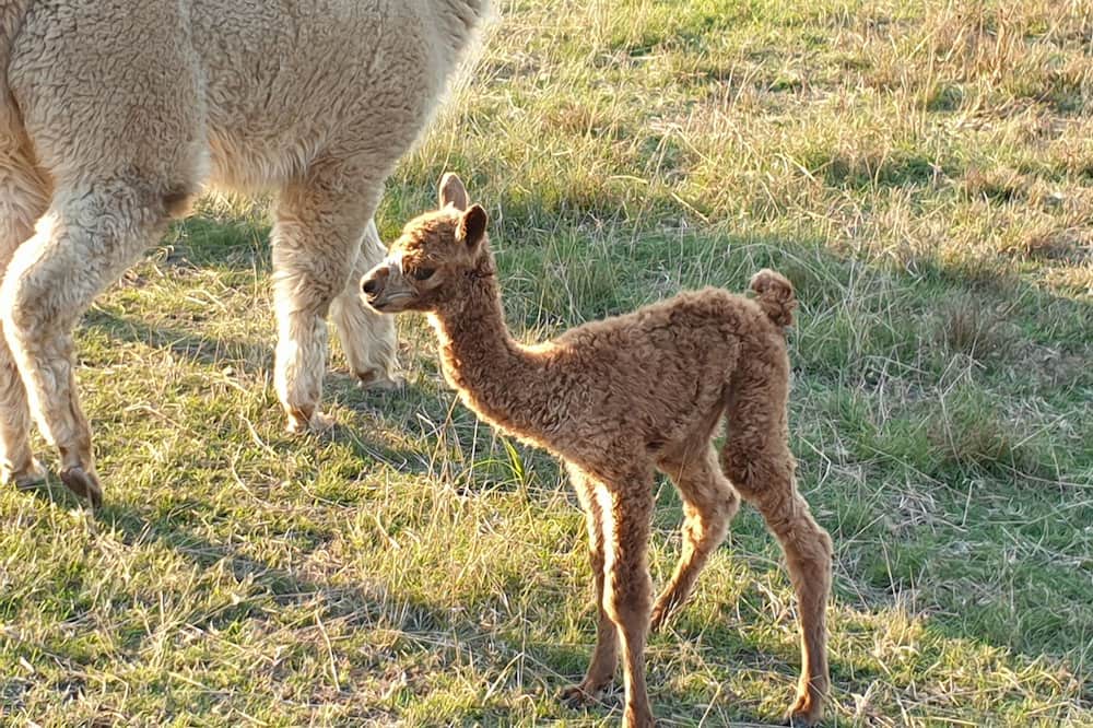 Photo of Outdoor in Lal Lal