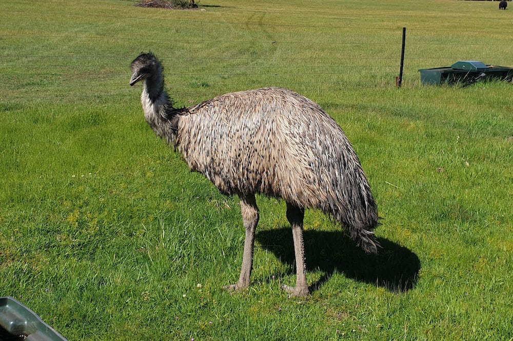 Photo of Outdoor in Lal Lal