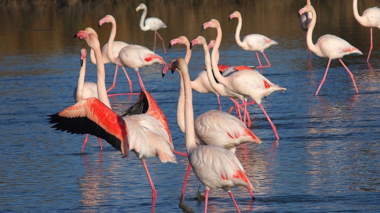 Photo of Others in Sommieres