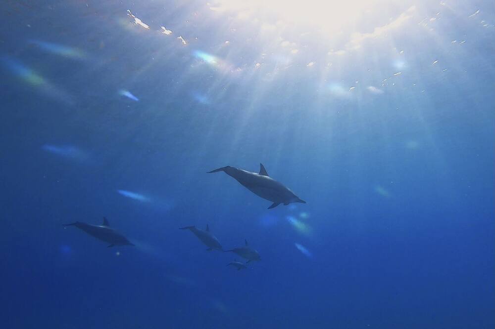 Photo of Others in Waianae