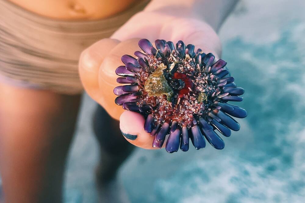 Photo of Others in Waianae