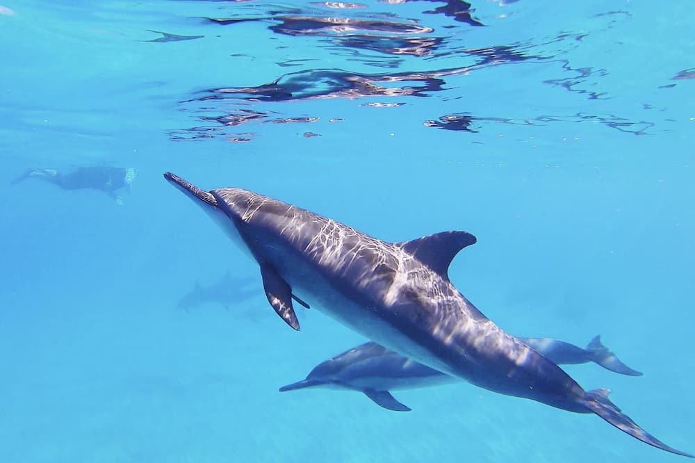 Photo of Others in Waianae