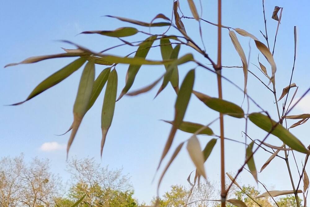Photo of Outdoor in Prompsat
