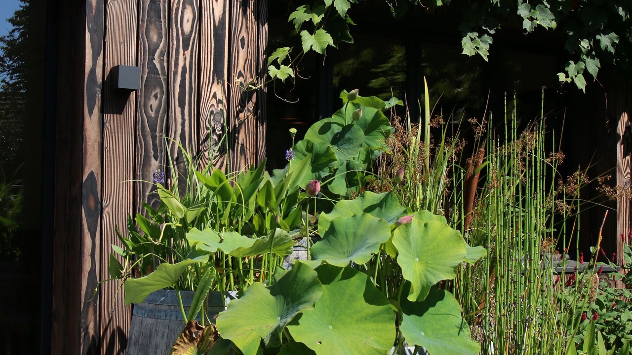 Photo of Outdoor in La Ferte-Saint-Aubin