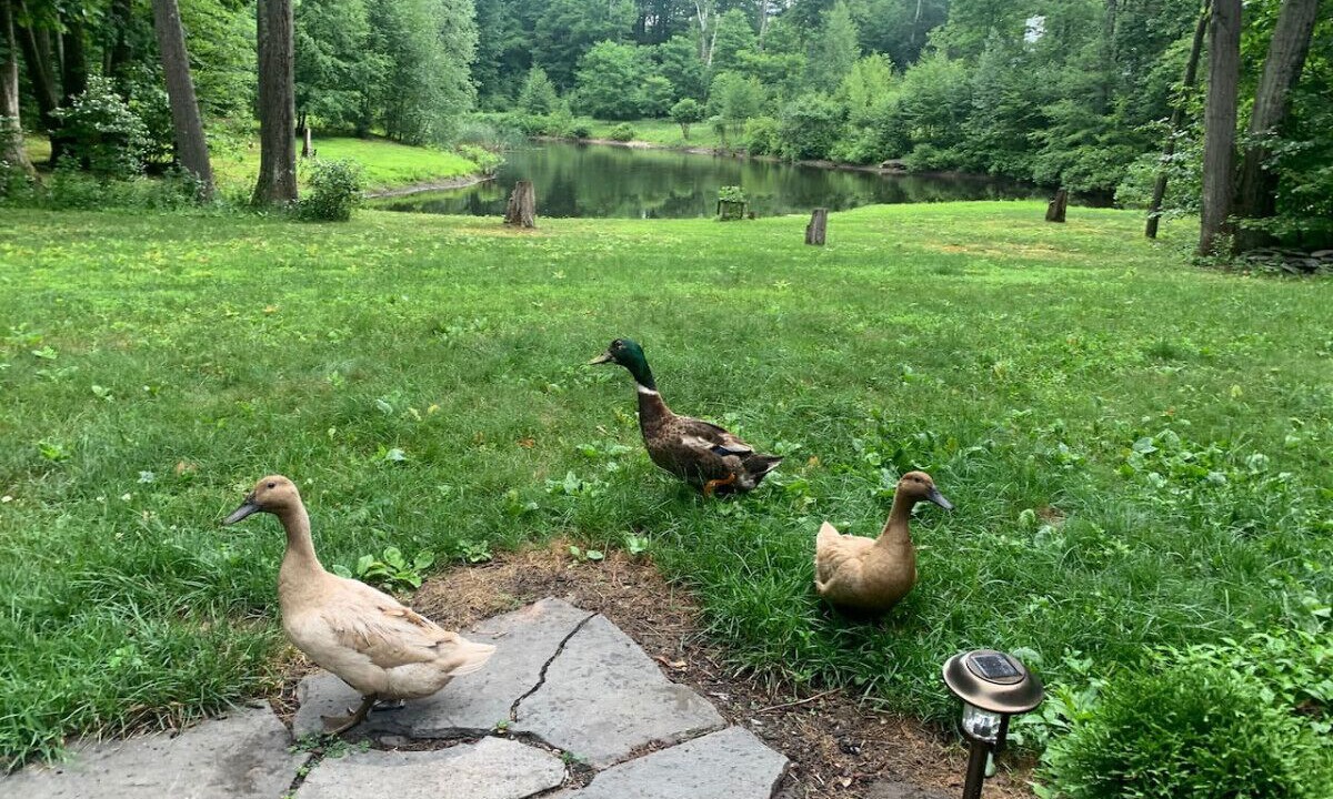 Photo of Outdoor in Palenville