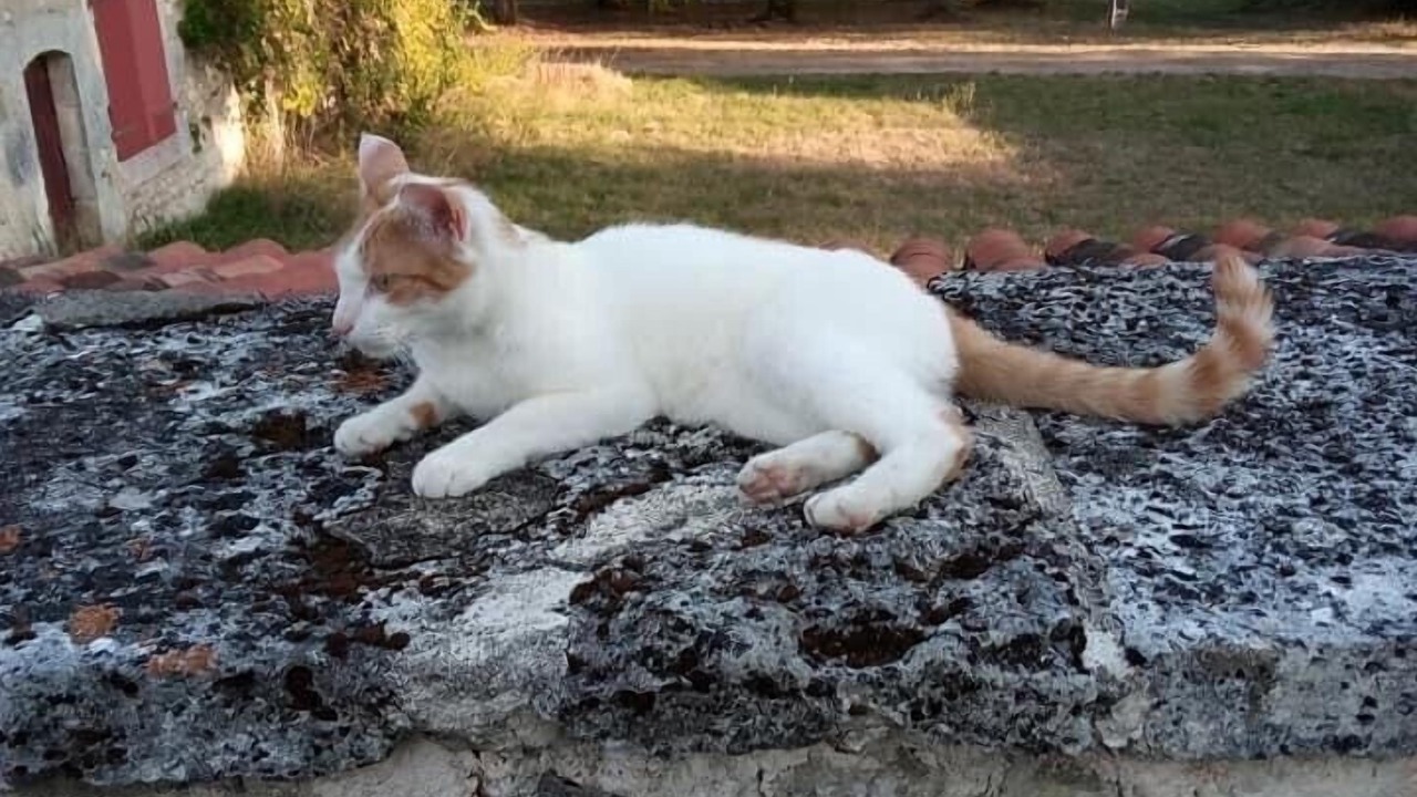 Photo of Outdoor in Montboyer