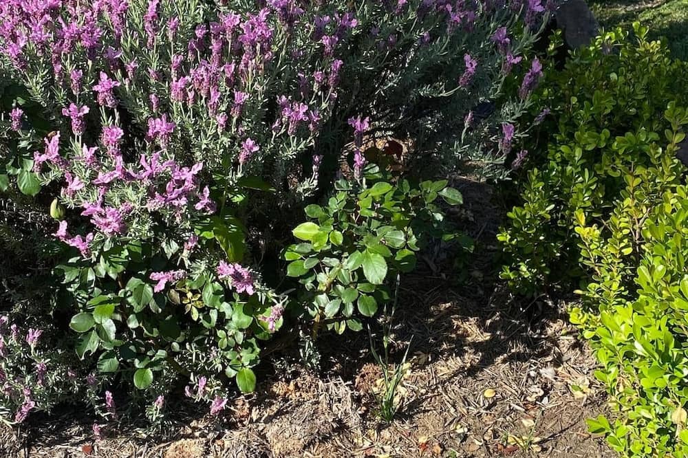 Photo of Outdoor in Cessnock City Council