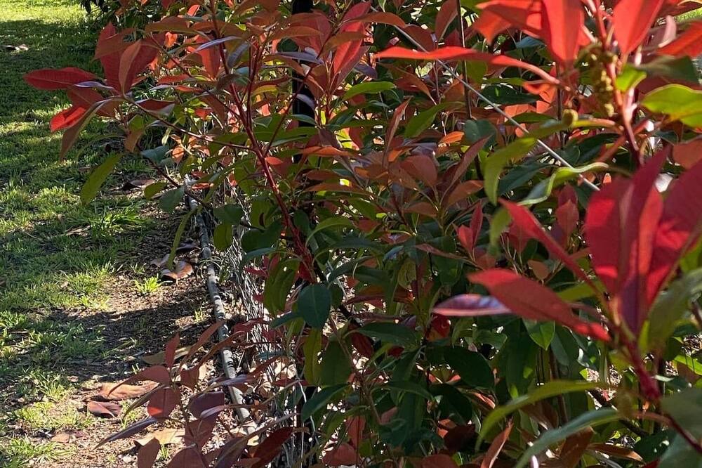 Photo of Outdoor in Cessnock City Council