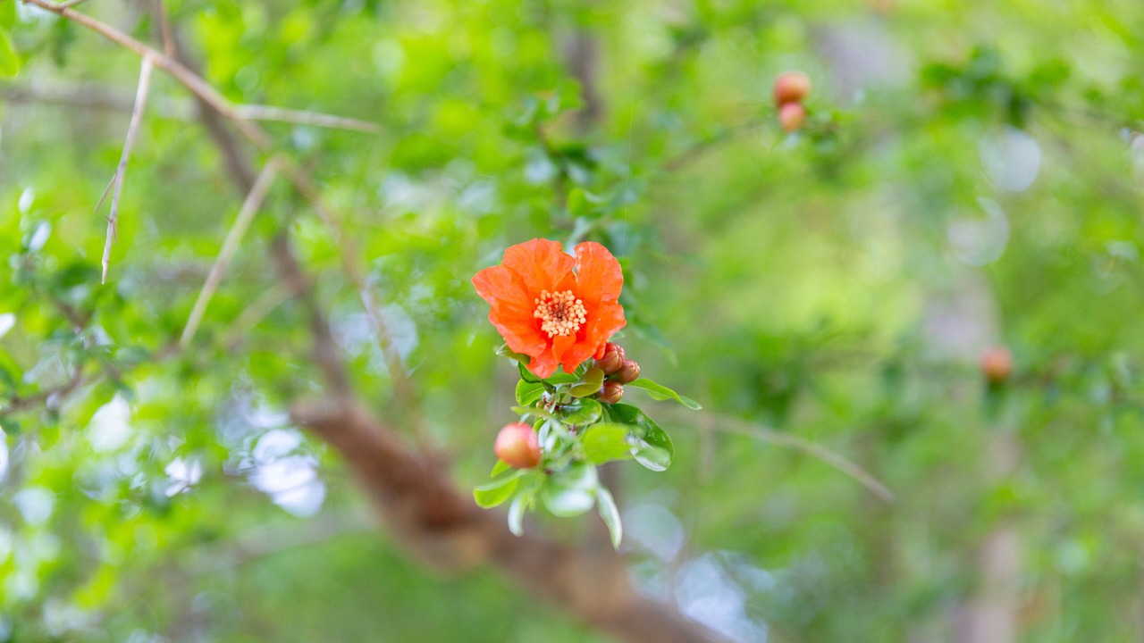 Photo of Outdoor in Upwey