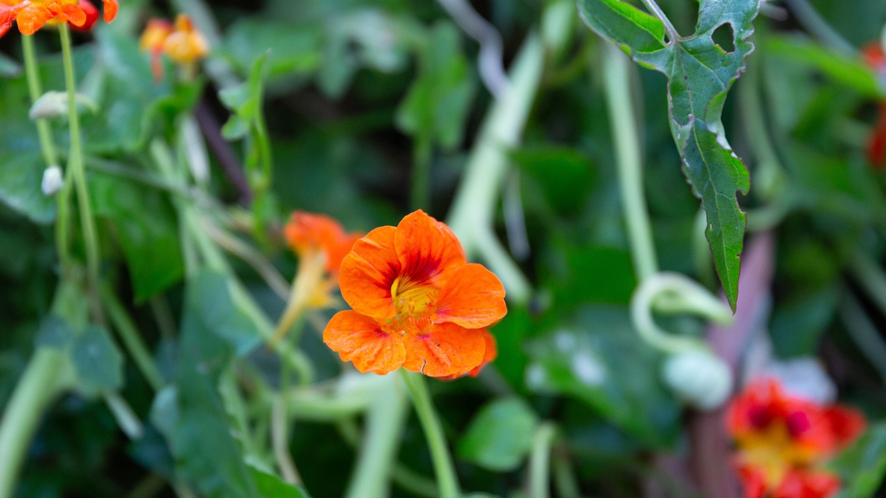 Photo of Others in Upwey