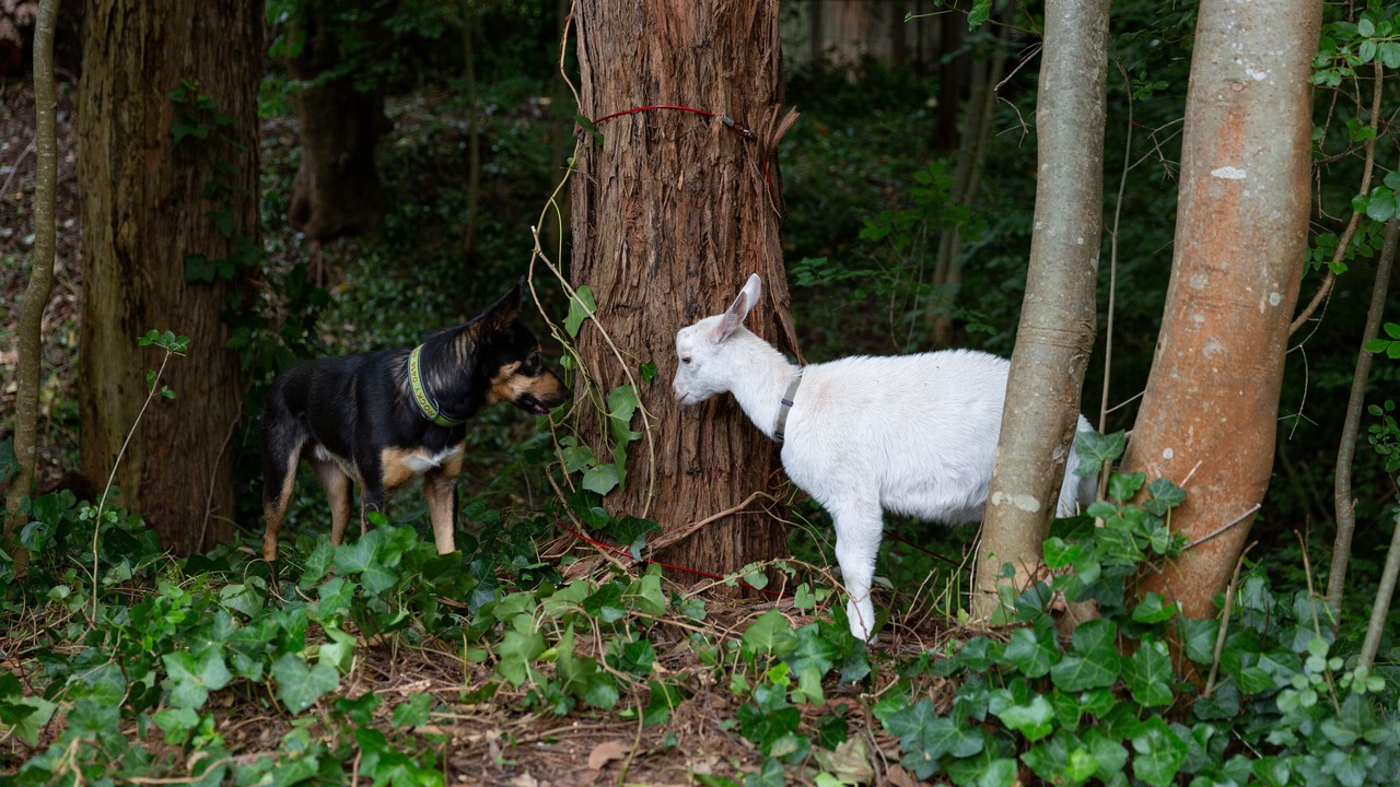 Photo of Outdoor in Upwey