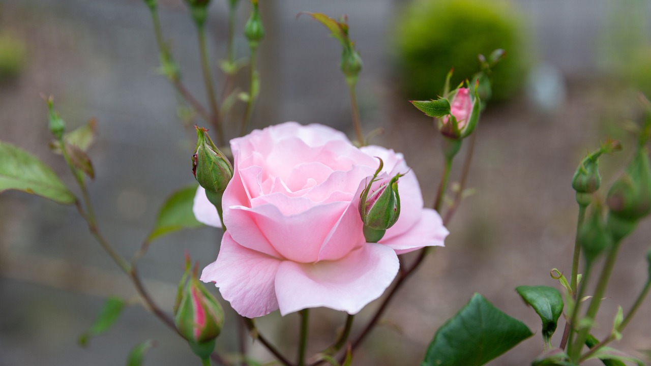 Photo of Others in Upwey