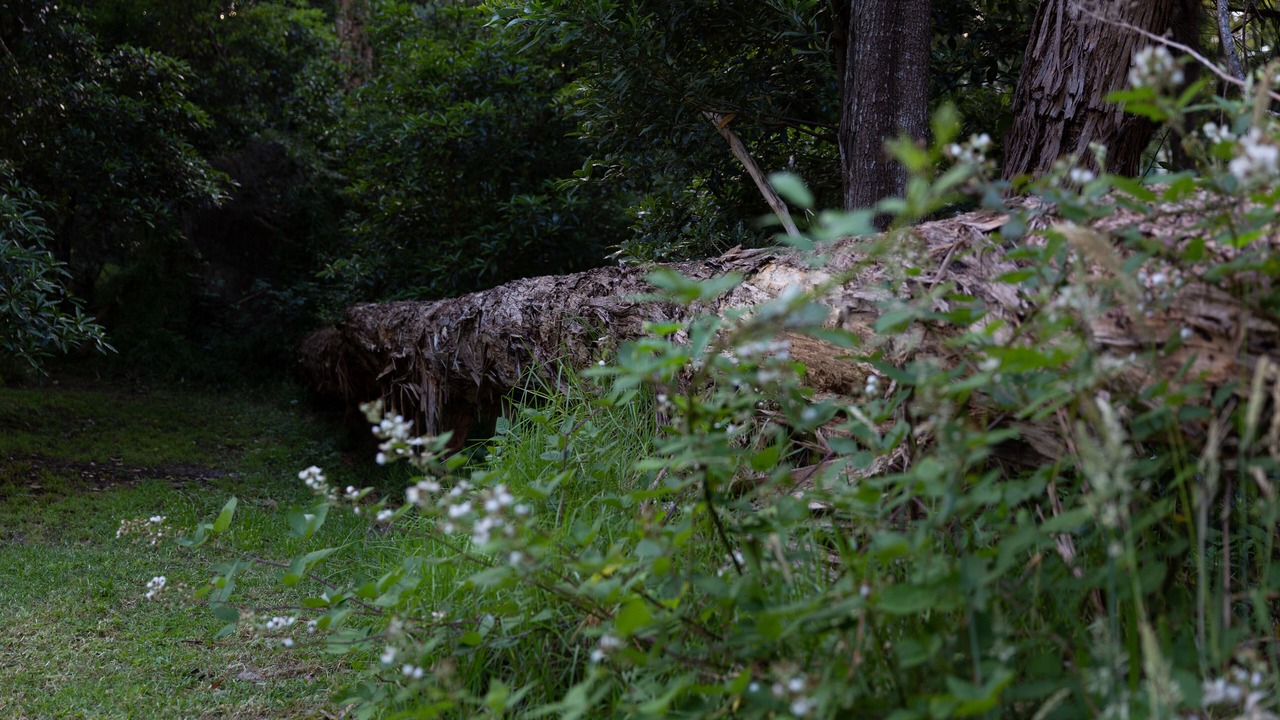 Photo of Outdoor in Upwey