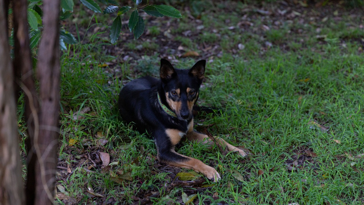 Photo of Outdoor in Upwey