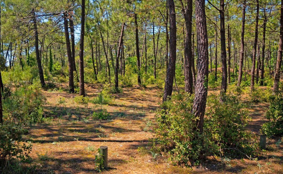Photo of Outdoor in Soullans