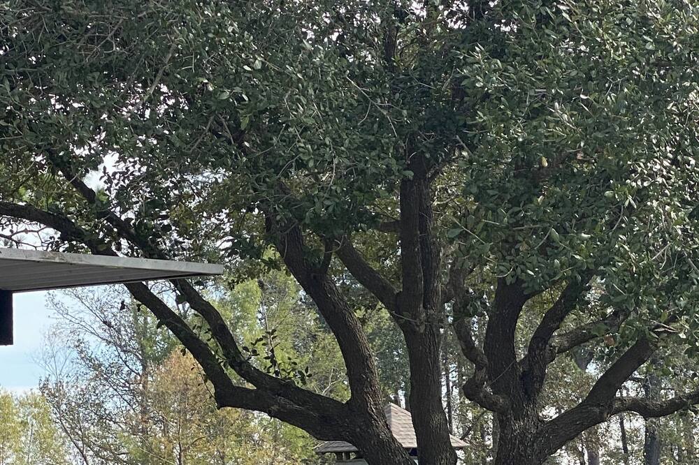 Photo of Outdoor in Atascocita