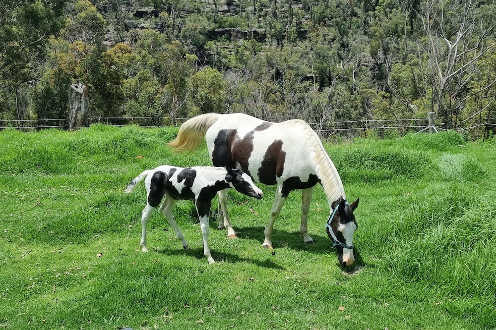 Photo of Outdoor in Bilpin