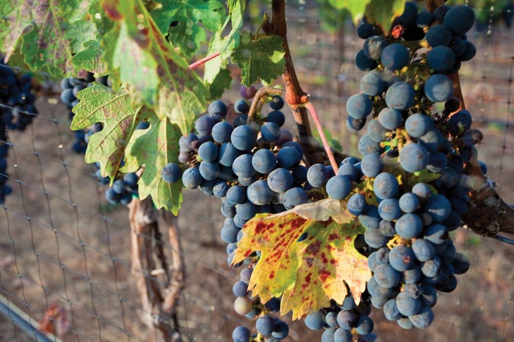 Photo of Outdoor in Napa