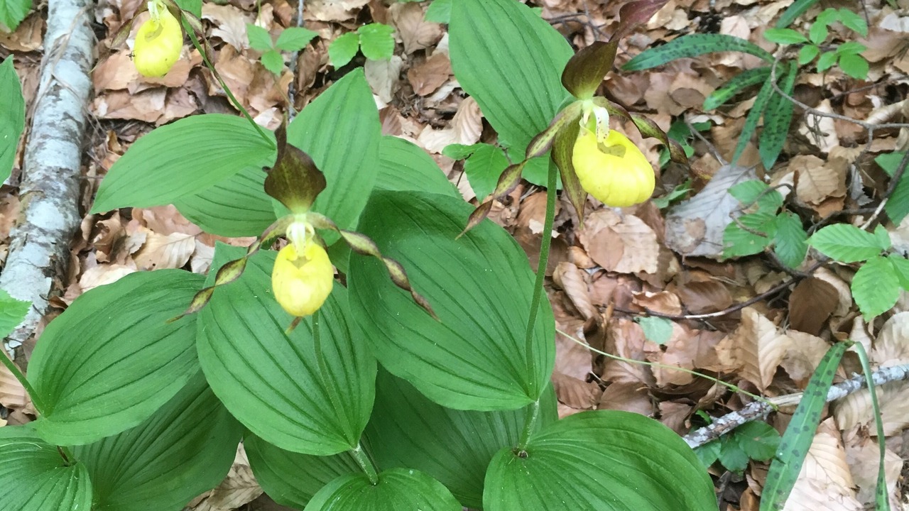 Photo of Outdoor in Saint-Vincent-les-Forts