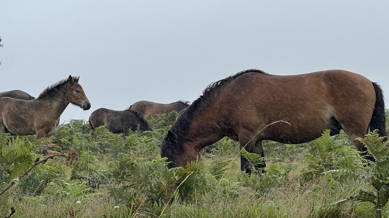 Photo of Others in South Molton