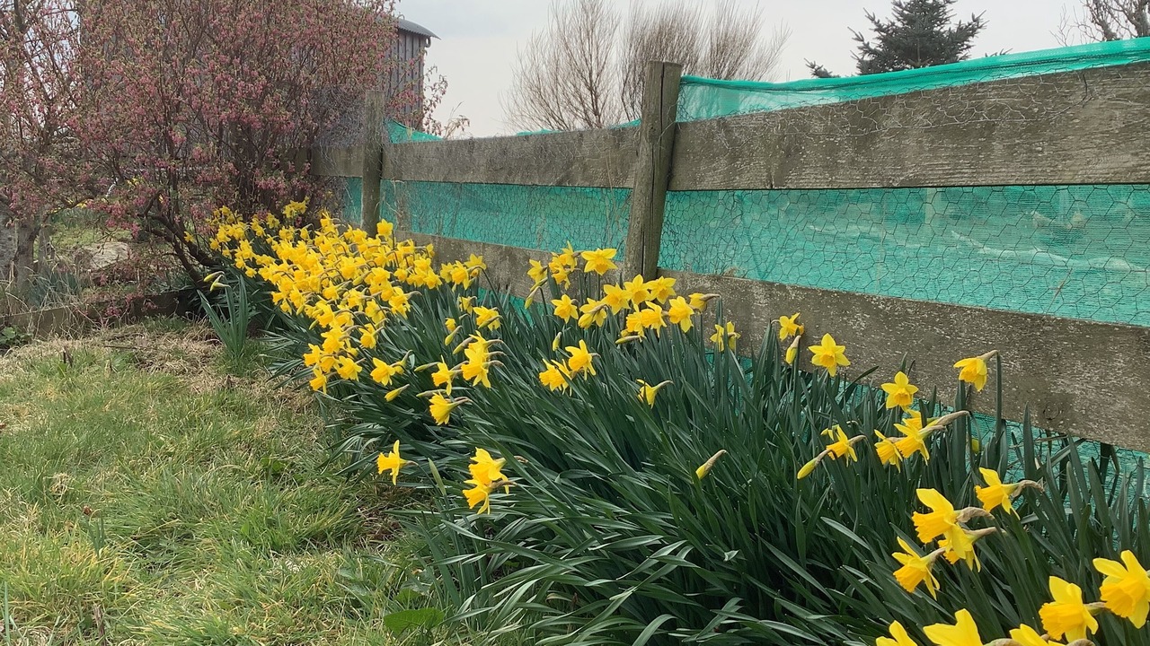 Photo of Others in Dunbeath