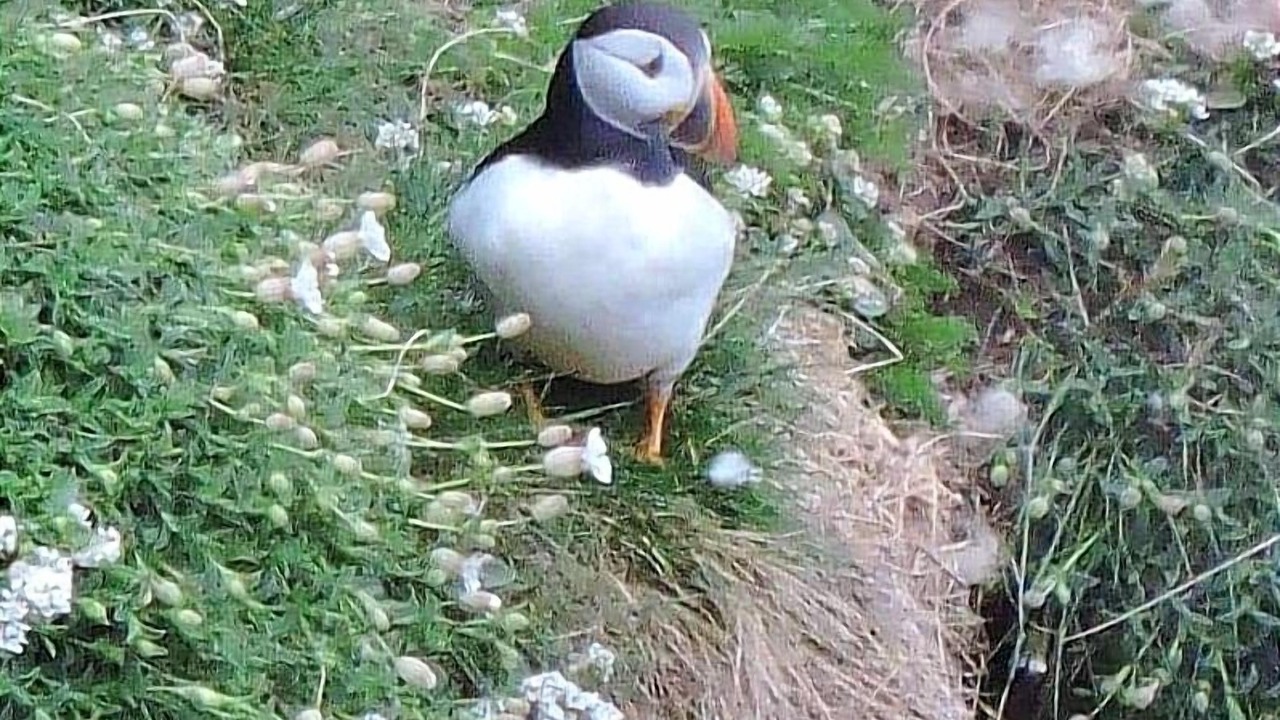 Photo of Others in Dunbeath