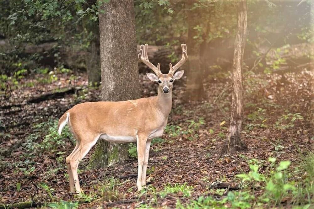 Photo of Outdoor in Holly Lake Ranch