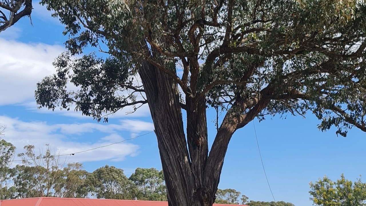 Photo of Others in Canyonleigh