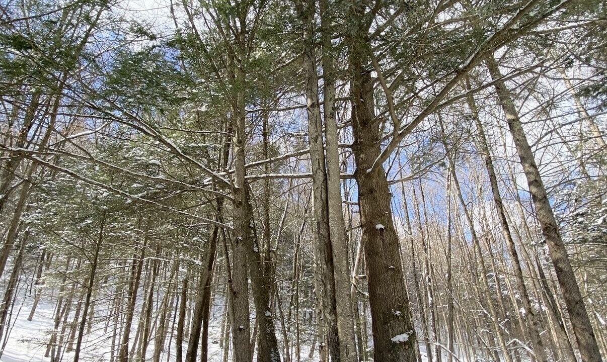 Photo of Others in Downsville