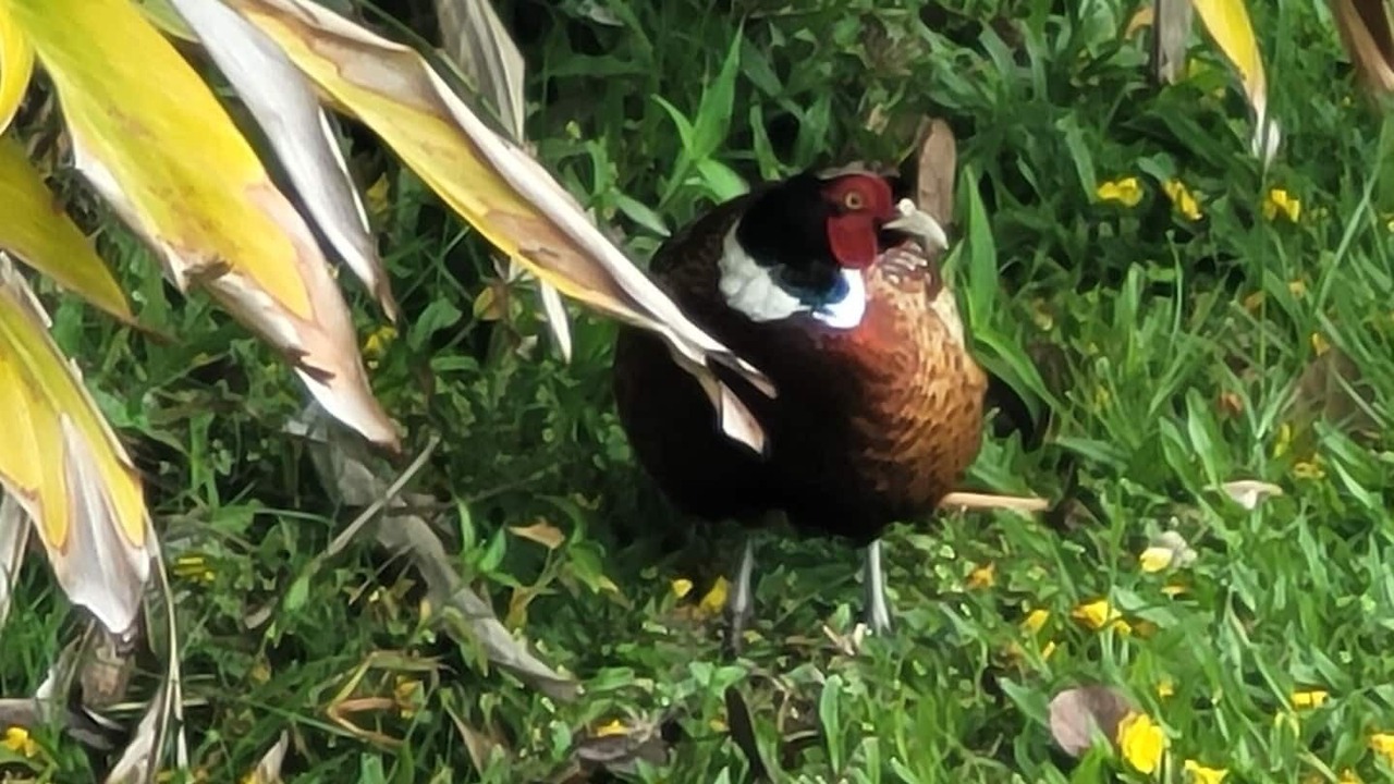 Photo of Outdoor in Leilani Estates
