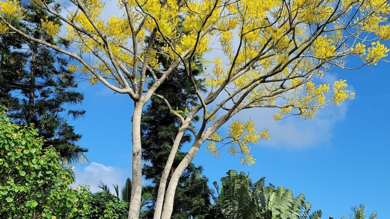 Photo of Outdoor in Leilani Estates
