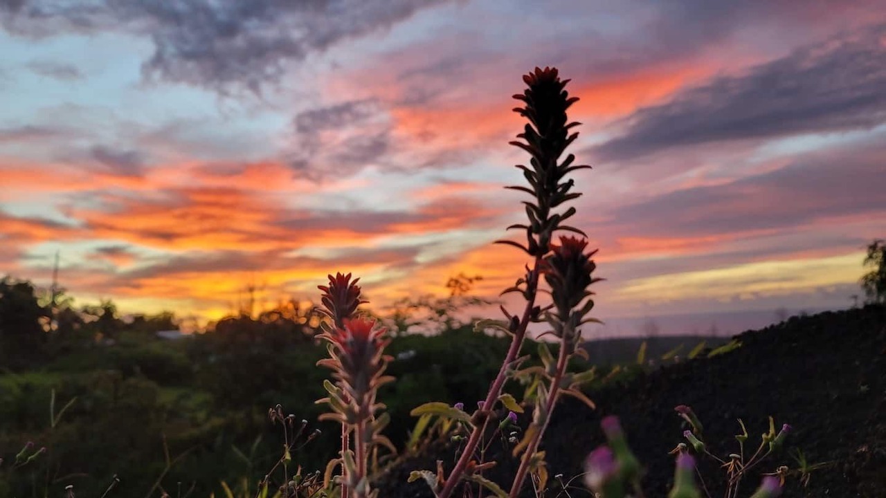 Photo of Others in Leilani Estates